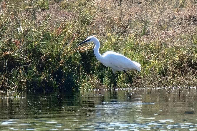 Private Guided kayak Tour/Birdwatching/Nature Tour. - A wildlife plan built around the season, not a scripted checklist