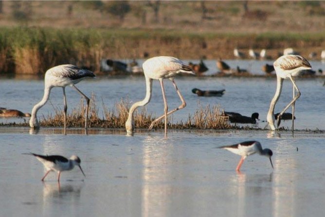 Private Half-Day Boat Tour in Ria Formosa from Faro - Price and value: when $482.73 per group makes sense