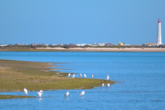 Private Ria Formosa Natural Park Boat Cruise from Faro - Stop 2: Ilha do Farol island time (45 minutes)