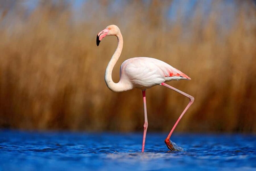 Private Tavira Jeep Tour - Salt Pans, Nature & Santa Luzia - Key highlights to look forward to