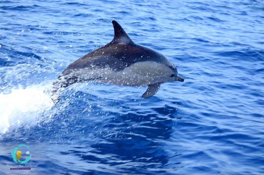 Ria Formosa: Dolphin-Watching Boat Tour - Ria Formosa Dolphin Watching from Olhão: The Overall Vibe