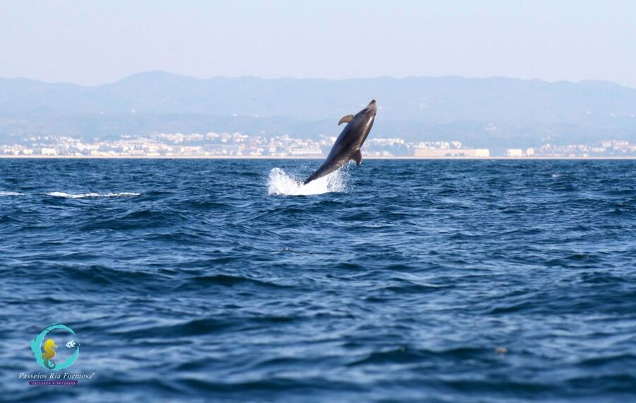 Ria Formosa: Dolphin-Watching Boat Tour - Meeting Point in Olhão: Where to Start Without Guesswork