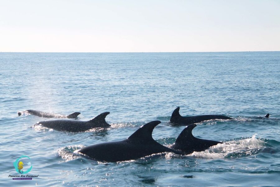 Ria Formosa: Dolphin-Watching Boat Tour - Comfort Matters: What to Bring for a Chilly, Wet Boat