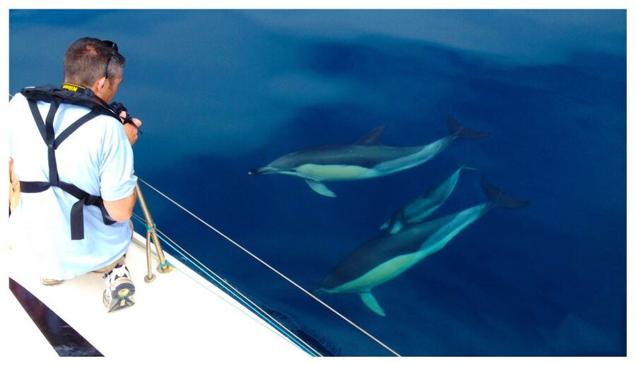 Ria Formosa: Dolphin-Watching Boat Tour - Price and Value: Is $41 Worth It?