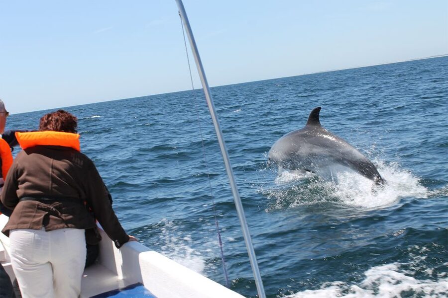 Ria Formosa: Dolphin-Watching Boat Tour - Language on Board: Spanish, English, Portuguese, and One Real-World Quirk