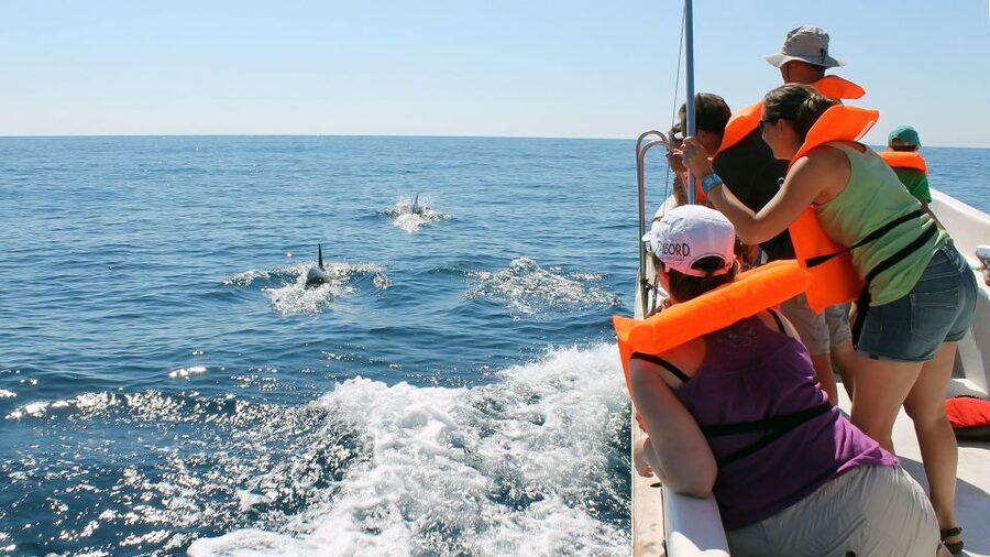 Ria Formosa: Dolphin-Watching Boat Tour - Who Should Book This Dolphin-Watching Tour?