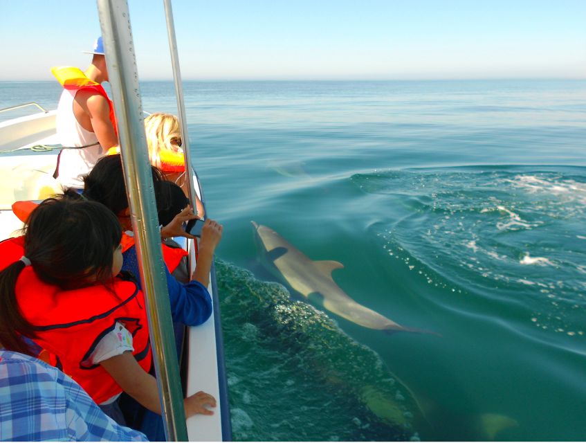 Ria Formosa: Dolphin-Watching Boat Tour - What Happens on the Boat: From Briefing to Spotting