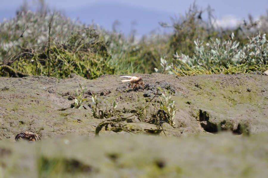 Ria Formosa National Park: Kayak Trip - Ria Formosa by kayak: calm water, real wildlife, no guesswork