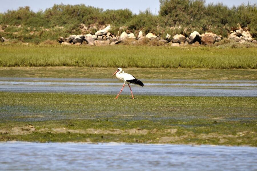 Ria Formosa National Park: Kayak Trip - Gear, guides, and the real value of a $58, 2-hour trip
