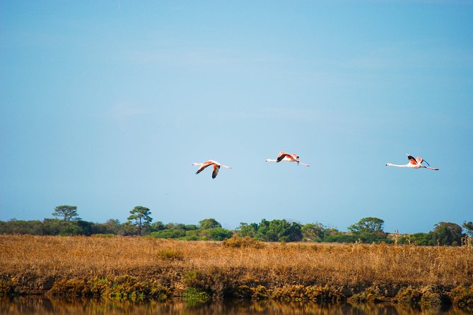 Ria Formosa Natural Park Birdwatching Segway Tour from Faro - Why Ria Formosa works so well for a Segway bird trip