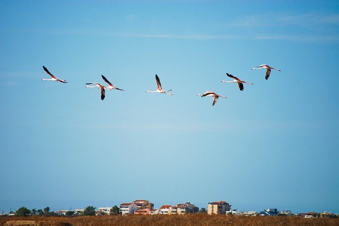 Ria Formosa Natural Park Birdwatching Segway Tour from Faro - Segway practice first: why the safety briefing is part of the experience