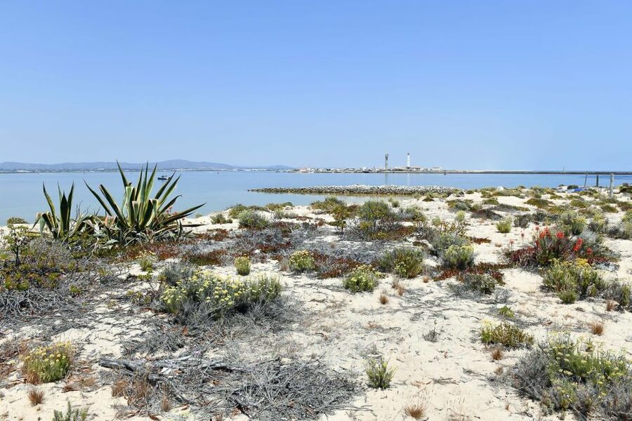Ria Formosa: Sightseeing boat Tour from Olhão - Price and value: $259 per group up to 12