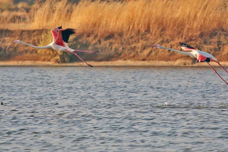 Ria Formosa: Sightseeing boat Tour from Olhão - Who should book this Olhão to Ria Formosa private boat tour