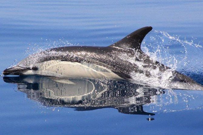 Safari & Boat Tour - Mountains & Dolphins - Serra e Mar, from high peaks to Benagil Sea Cave in one go