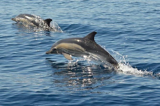 Safari & Boat Tour - Mountains & Dolphins - Cork oaks and Roman-Arab villages: why the inland stops matter