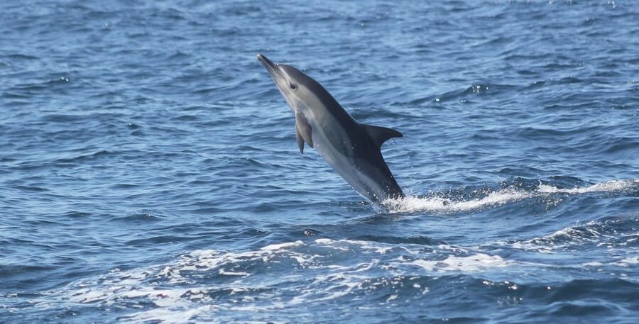 Sagres: Dolphin Watching Tour - Out on the water: how the 1.5-hour dolphin search really feels
