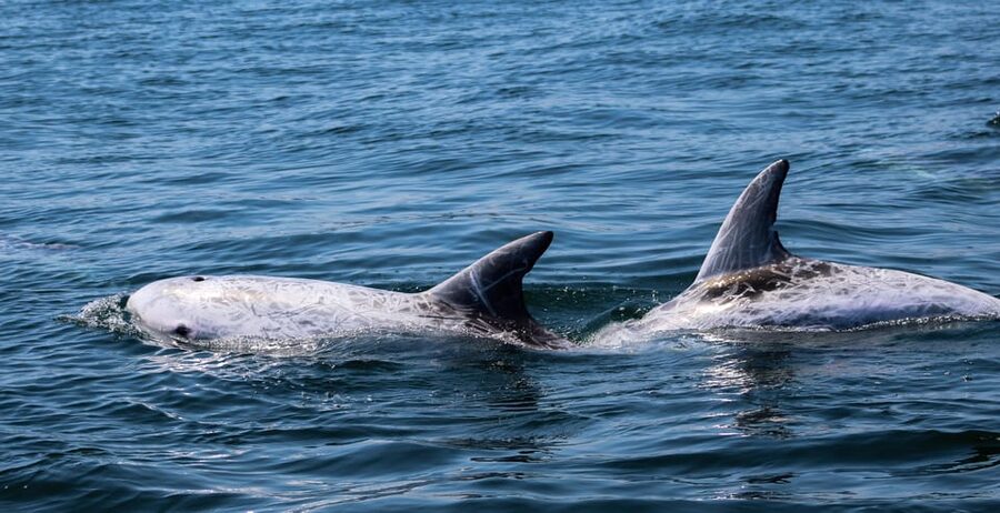 Sagres: Dolphin Watching Tour - How close you might get to dolphins, and the rules that protect them