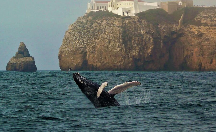 Sagres Wildlife Adventure: Dolphin and Whale Watching Tour - Cape Cruiser logistics: where to go and how boarding feels