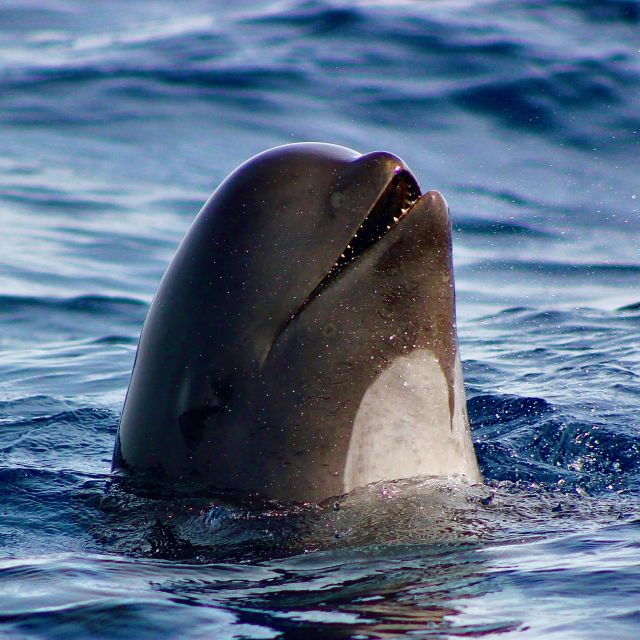 Sagres: Wildlife Tour Dolphins and Caves - Key things I’d mark on your Sagres map