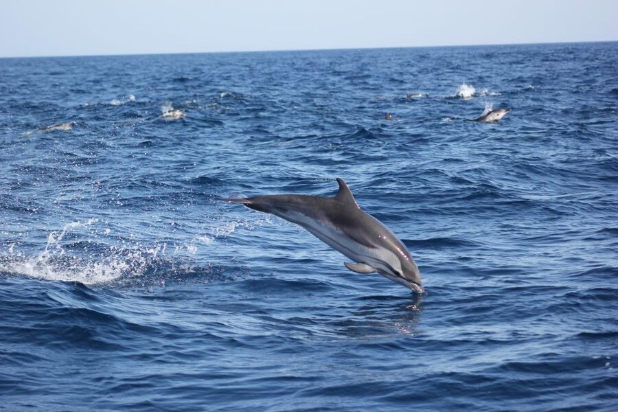 Sagres: Wildlife Tour Dolphins and Caves - Who should book, and who should skip