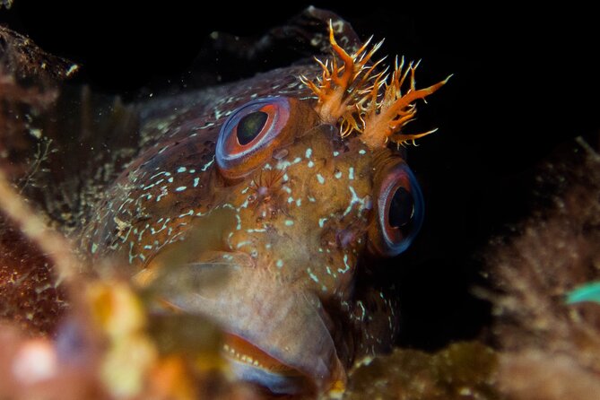 Scuba Diving Albufeira-Double Dive Trip - The boat ride to the first underwater spot: easy access from Albufeira