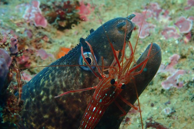 Scuba Diving Albufeira-Double Dive Trip - The two-session schedule: how the timing limits shape your experience