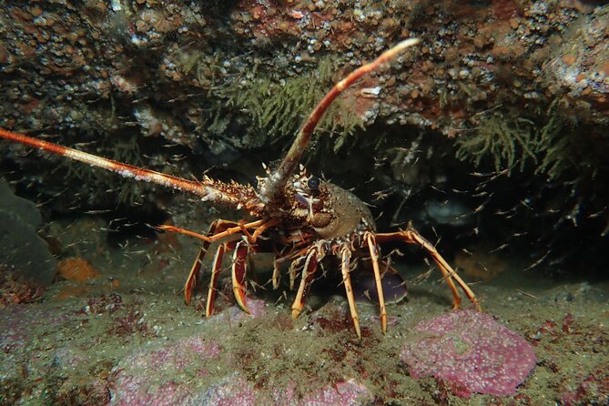 Scuba Diving Albufeira-Double Dive Trip - What you might see underwater: creature highlights, but know what affects visibility