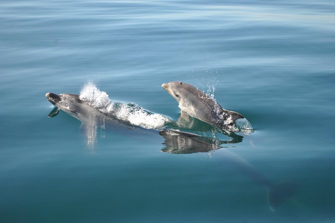 Sealife Sea Safari, Dolphin Watching with Marine Biologist's Lagos - What you can actually see: dolphins, plus the occasional bonus wildlife