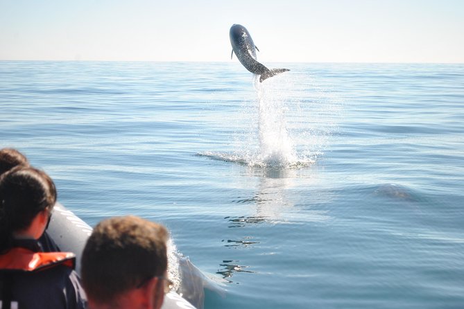 Sealife Sea Safari, Dolphin Watching with Marine Biologist's Lagos - How Sealife approaches dolphins: safe distance, less pressure