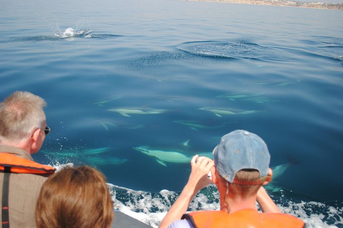 Sealife Sea Safari, Dolphin Watching with Marine Biologist's Lagos - The on-water search: what happens during the dolphin hunt
