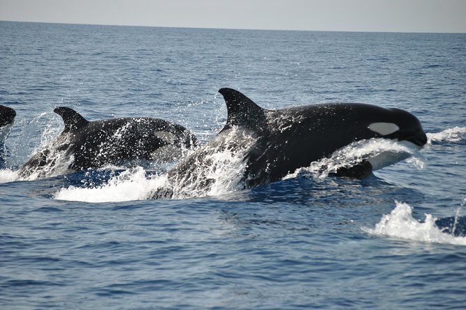 Sealife Sea Safari, Dolphin Watching with Marine Biologist's Lagos - Best for who: families, curious adults, and people who hate crowds