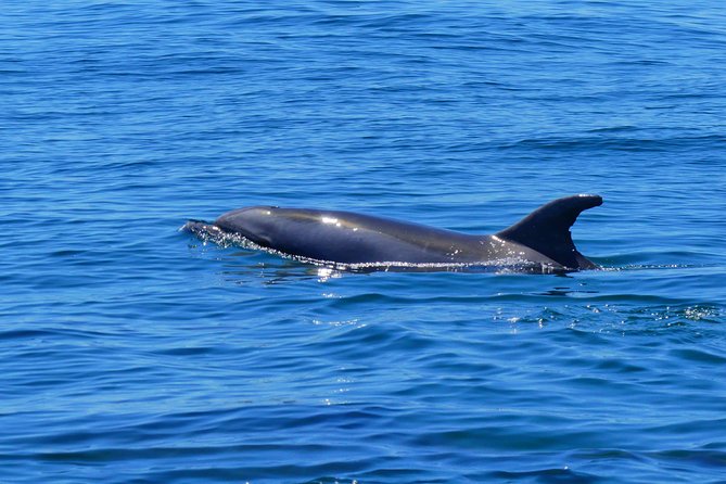 Small Group Dolphin and Wildlife Watching Tour in Faro - The Best Chances: Bottlenose, Common Dolphins, and the Real Wildcard