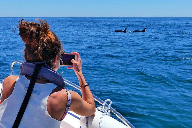 Small Group Dolphin and Wildlife Watching Tour in Faro - What the Marine Biologists Do, and Why It Feels Different