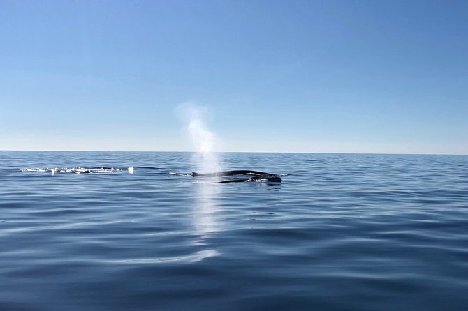Small Group Dolphin and Wildlife Watching Tour in Faro - The Boat Ride Reality: Comfort, Cold Wind, and Rough Water