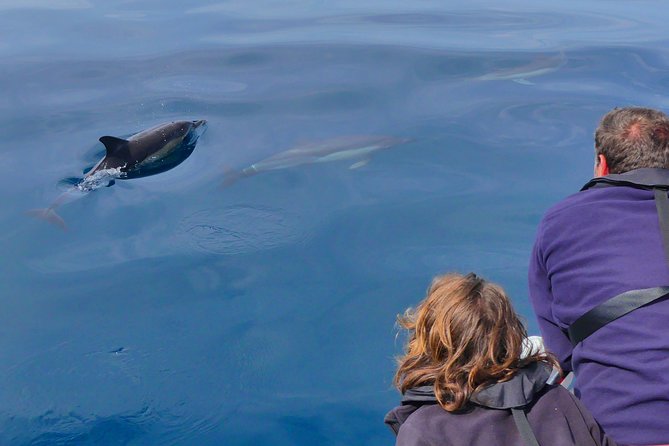 Small Group Dolphin and Wildlife Watching Tour in Faro - Ethical Dolphin Viewing, You Can Actually Feel It