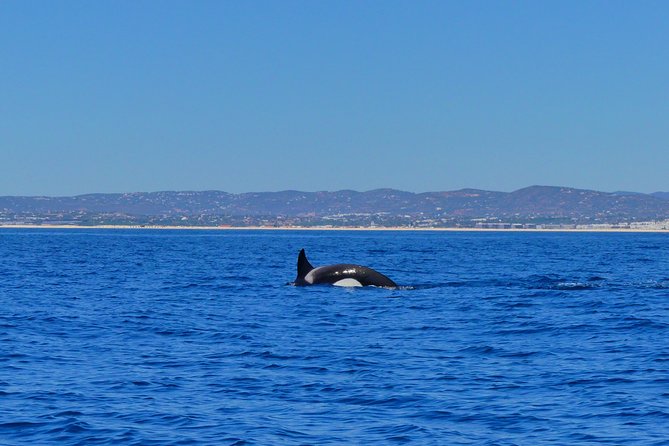 Small Group Dolphin and Wildlife Watching Tour in Faro - Price and Value: $66.51 for a Biologist-Led Wildlife Hunt