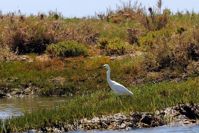 Sunset Boat Trip of Ria Formosa: an Eco-friendly Tour out from Faro - Faro old town views and the option to disembark
