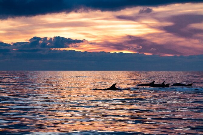 Sunset Dolphin Watching with Marine Biologists - Key Highlights You’ll Care About