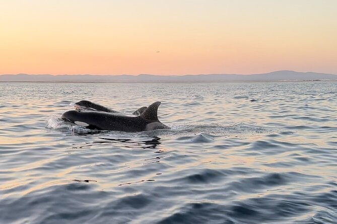 Sunset Dolphin Watching with Marine Biologists - Cruising Ria Formosa First: A Setup for Better Spotting
