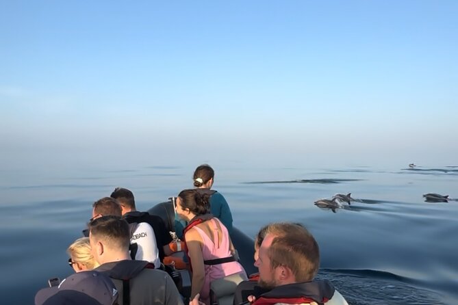 Sunset Dolphin Watching with Marine Biologists - The Main Hunt: Dolphins, Sharks, and Seabirds at Sunset