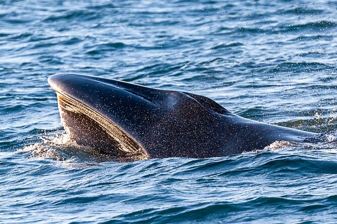 Sunset Dolphin Watching with Marine Biologists - What It Means That Marine Biologists Are Gathering Data