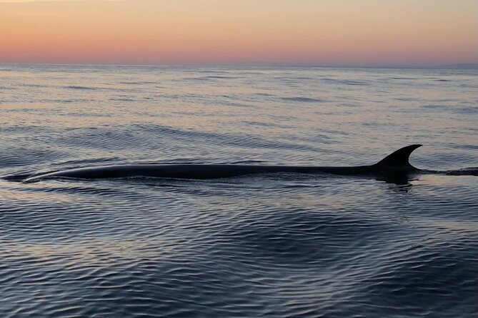 Sunset Dolphin Watching with Marine Biologists - Included vs Not Included: The Stuff That Keeps You Comfortable