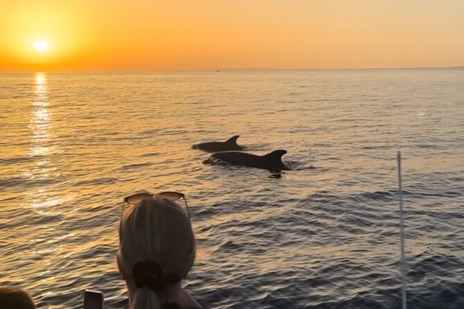 Sunset Dolphin Watching with Marine Biologists - Private Tour Format: Your Group, Your Pace
