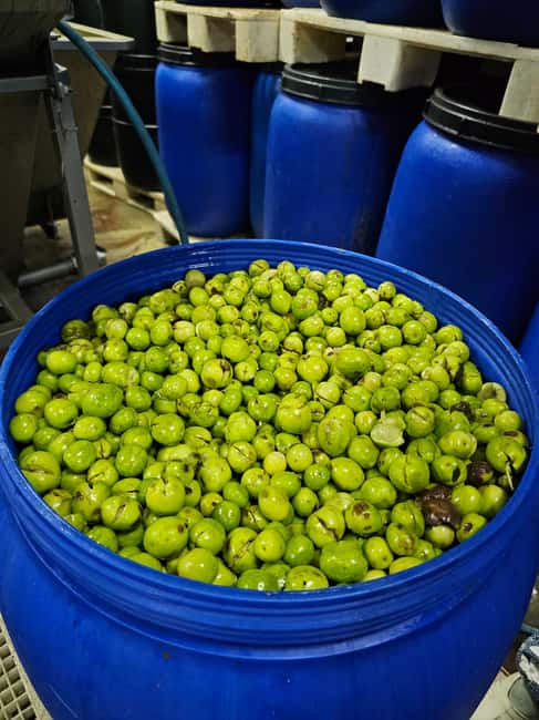 Tavira City & Olive Factory - Who should book this Tavira City & Olive Factory tour
