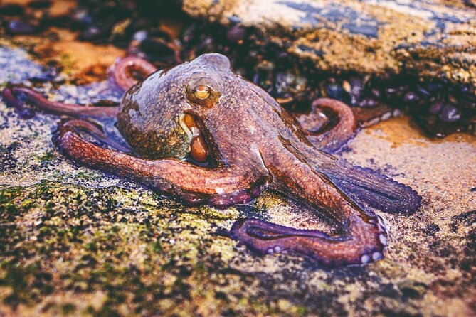 Tide Pool Safari in Monte Clérigo Beach - Key takeaways before you go
