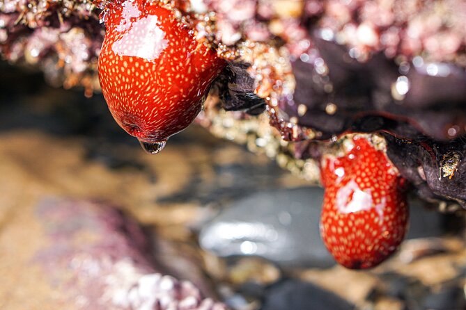 Tide Pool Safari in Monte Clérigo Beach - Hands-On Tide Pool Moments: Touch, Tickle, and Learn the Right Way