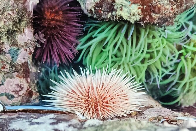 Tide Pool Safari in Monte Clérigo Beach - Price and Value: Why $45.15 Can Be a Smart Coastal Splurge