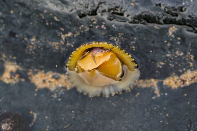 Tide Pool Safari in Monte Clérigo Beach - Where This Tide Pool Safari Fits in Your Trip (and Who It’s Best For)