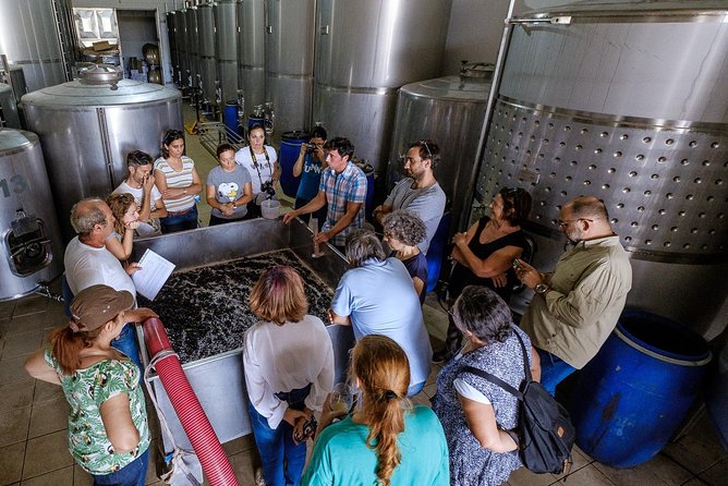 Tour & Wine tasting - Authentic Algarve Flavours by Quinta da Tôr - The 90-minute flow: what happens during the tasting