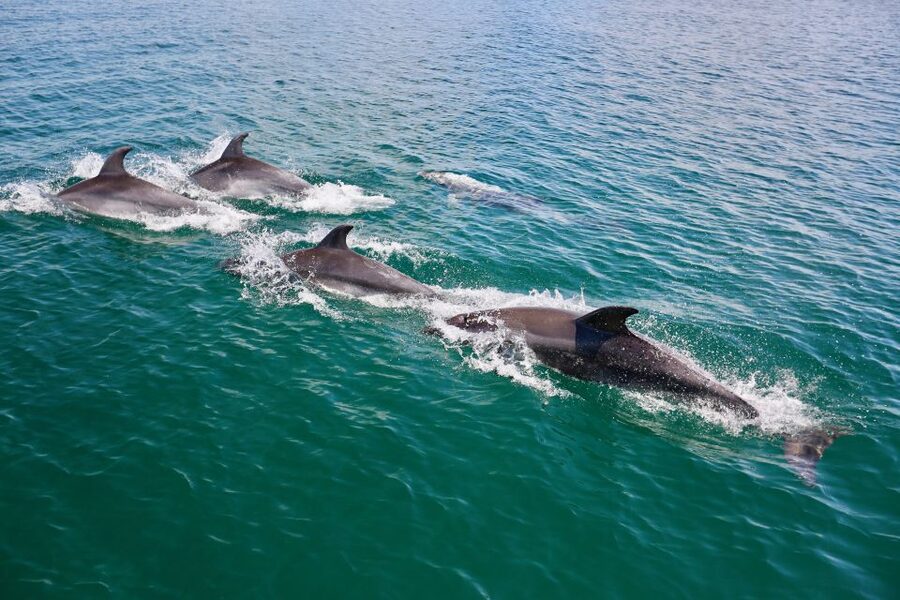 Vilamoura: Boat Tour Dolphin Quest & Marine Life Search - The Dolphin Search: How Your Boat Tries to Find Pods